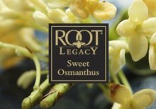 Sweet Osmanthus Votive Sampler