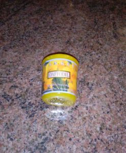 Yankee Candle - Daffodil Votive Sampler (Old Label)